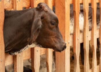 Produção brasileira carnes bater milhões