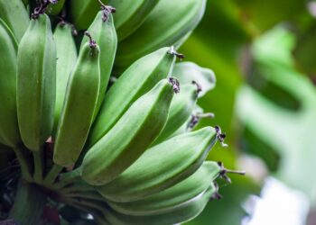Produtor passa colecionando bananas transforma