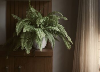 Produtores colocam plantas dentro bolha