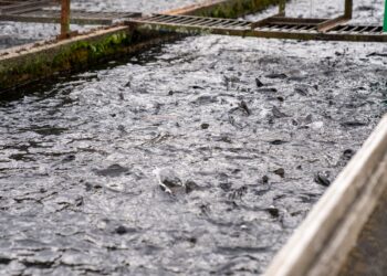 Produtores peixes recebem nova regra