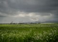 Produtores acumulam perdas clima preços