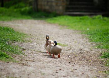 Quase mil patos marcham juntos