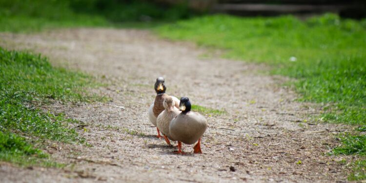 Quase mil patos marcham juntos
