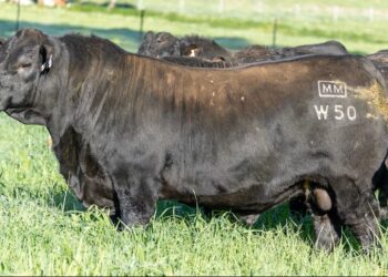 Touro vendido milhão vira animal