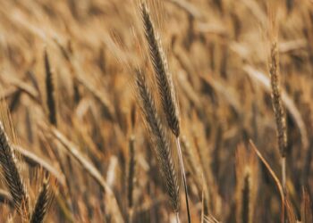 Trigo modificado receber genes espécie