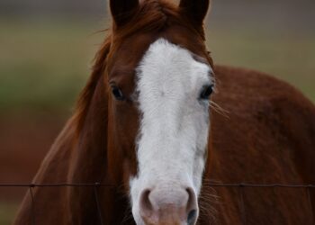 Tudo começou cavalo curioso decidiu