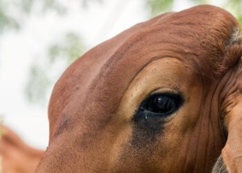 Vaca chora viagem morte voluntários