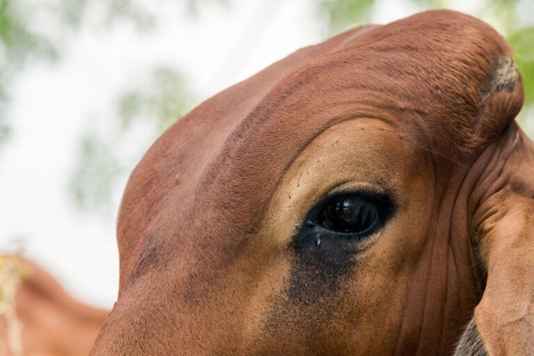 Vaca chora viagem morte voluntários