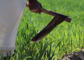 Voluntários trocam máquinas foices recebem