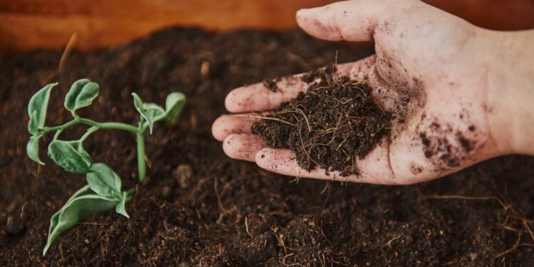 Produtor rural pode estar gastando dinheiro à toa com fertilizantes sem perceber: análise de solo revela quais nutrientes a terra realmente precisa e ajuda a reduzir desperdícios e aumentar a produtividade das lavouras