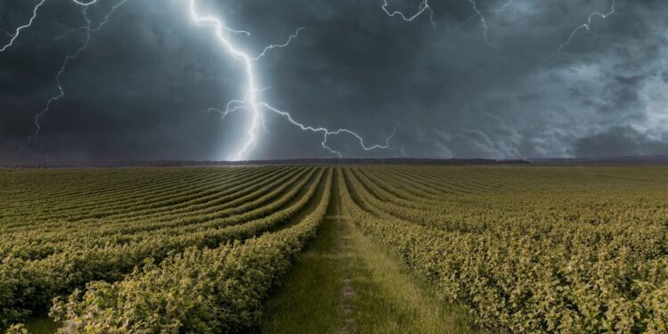 Excesso de chuva destrói parte das lavouras de tabaco e preocupa produtores rurais: umidade favorece doenças nas plantas, compromete a produção em comunidade do interior e também atrasa o início do plantio de soja e milho