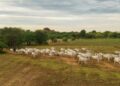 Quantos bois cabem em apenas 1 hectare? Especialista responde à dúvida de pecuarista
