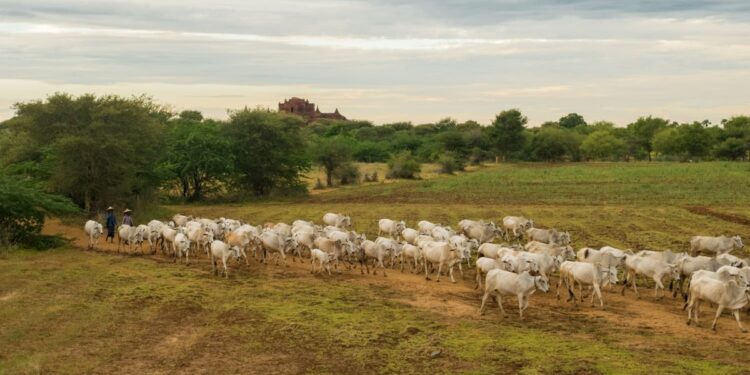 Quantos bois cabem em apenas 1 hectare? Especialista responde à dúvida de pecuarista