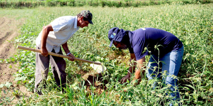 Nova escala 5×2 pode encarecer em 22% a hora trabalhada no agro e agravar falta de funcionários