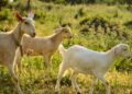 Casal procura voluntário para morar de graça em fazenda no interior da Europa e trabalhar apenas 10 horas por semana, cuidando de cabras e horta