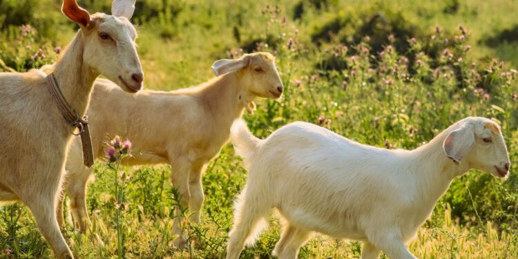 Casal procura voluntário para morar de graça em fazenda no interior da Europa e trabalhar apenas 10 horas por semana, cuidando de cabras e horta