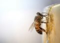 Abelhas encontram resíduos fábrica começam