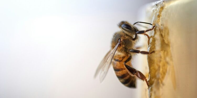 Abelhas encontram resíduos fábrica começam