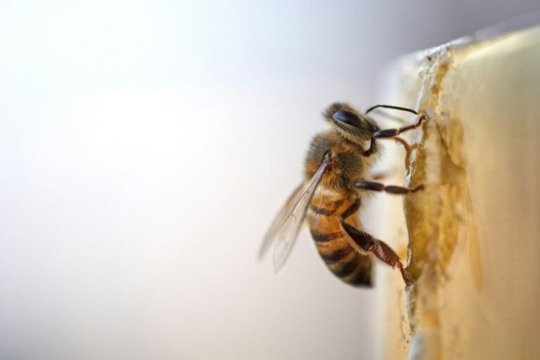 Abelhas encontram resíduos fábrica começam