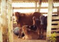 Agricultor continua criando gado conta