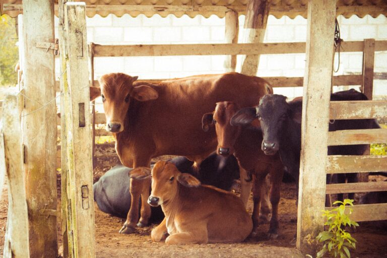 Agricultor continua criando gado conta