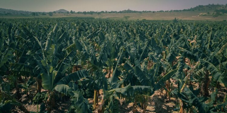 Agricultor passa procurando bananeiras diferentes