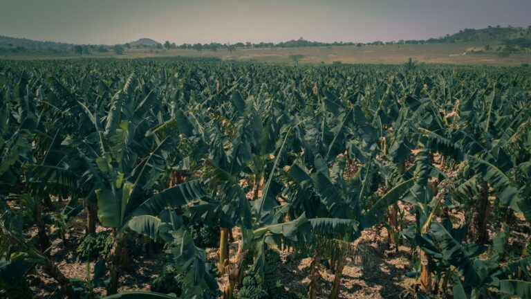 Agricultor passa procurando bananeiras diferentes