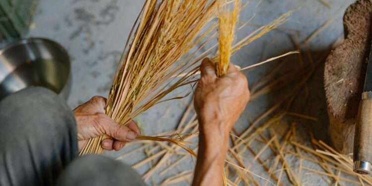 Agricultora recebe sementes presente faz