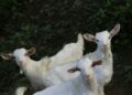 Estudante monta cinco cabras resgatadas