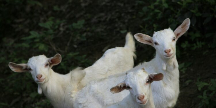 Estudante monta cinco cabras resgatadas