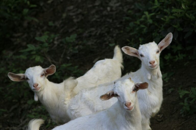 Estudante monta cinco cabras resgatadas