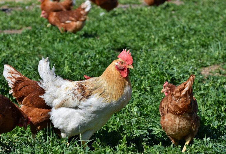 Aposentada compra terreno galpão caminhão