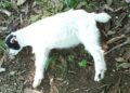 Cabras raça rara travam pernas