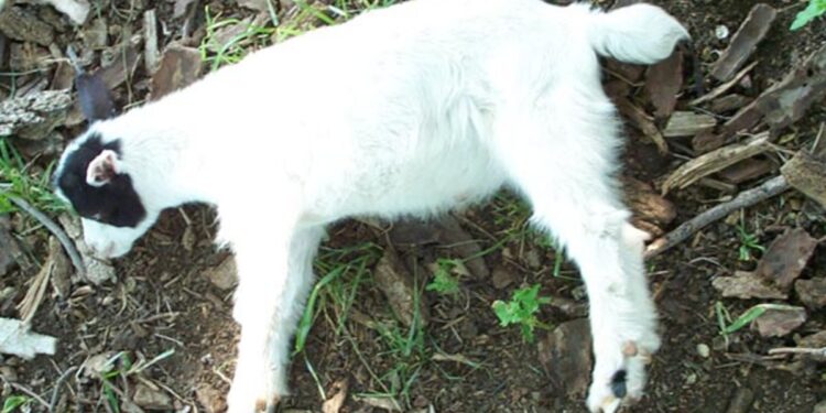 Cabras raça rara travam pernas