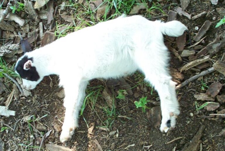 Cabras raça rara travam pernas