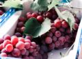 Cacho uvas gigantes japão frutos