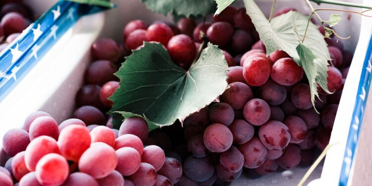 Cacho uvas gigantes japão frutos