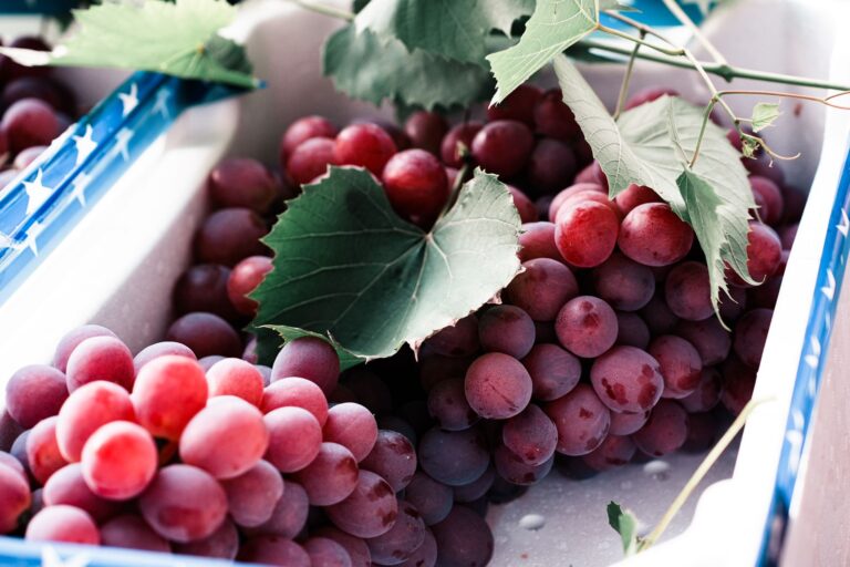 Cacho uvas gigantes japão frutos