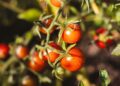Calor prolonga colheita tomates melões