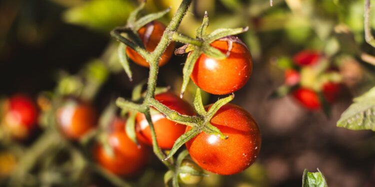 Calor prolonga colheita tomates melões