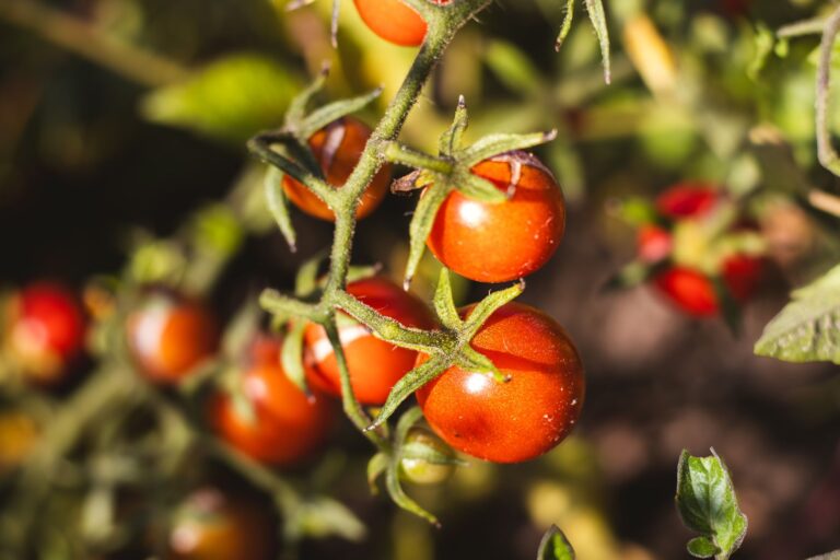 Calor prolonga colheita tomates melões