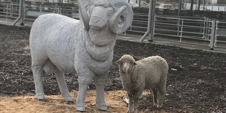 Carneiro perdido escolhe estátua gigante
