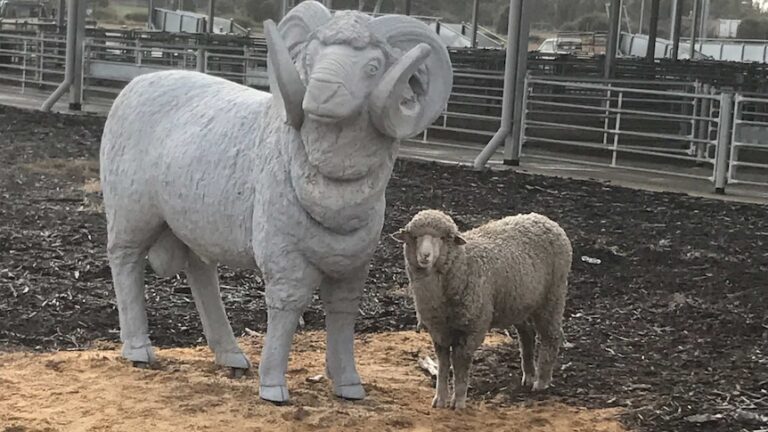Carneiro perdido escolhe estátua gigante