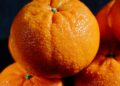 Casal colhe mil toneladas tangerina