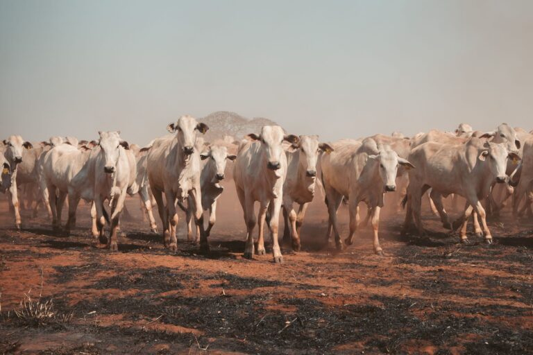 Casal começa campo animais rebanho