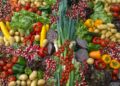 Casal criado planta verduras primeira