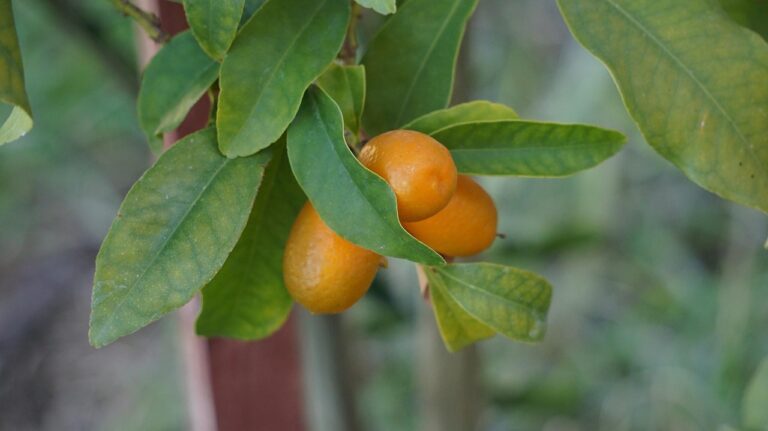 Casal cultiva pés pequena fruta