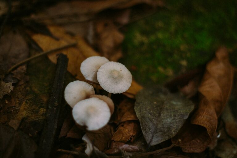 Casal ganha kit cultivar cogumelos