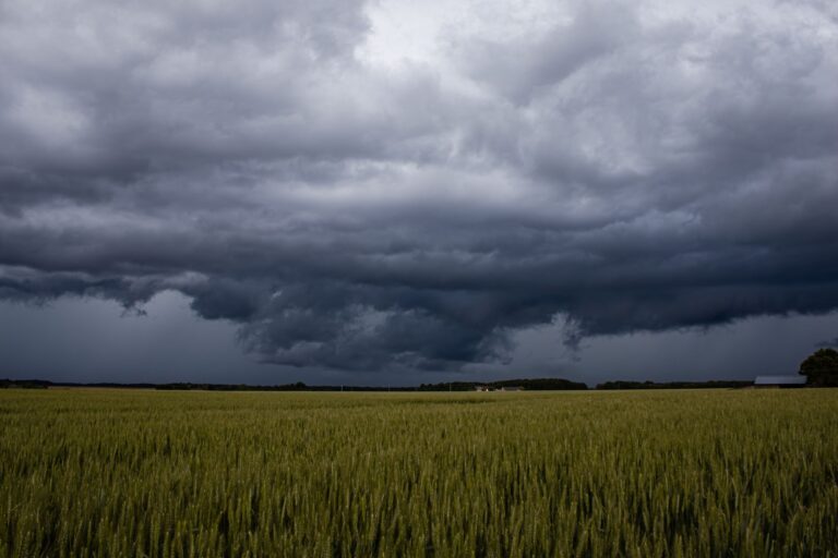 Chuva prejudica trigo colheita virar