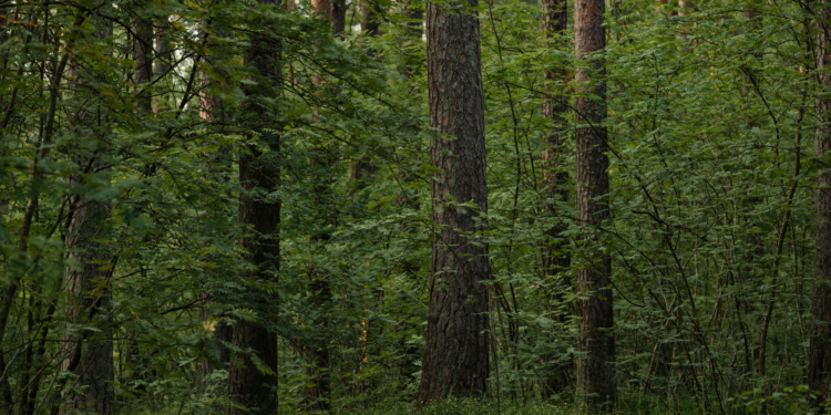 Cientistas escutaram pássaro misterioso floresta